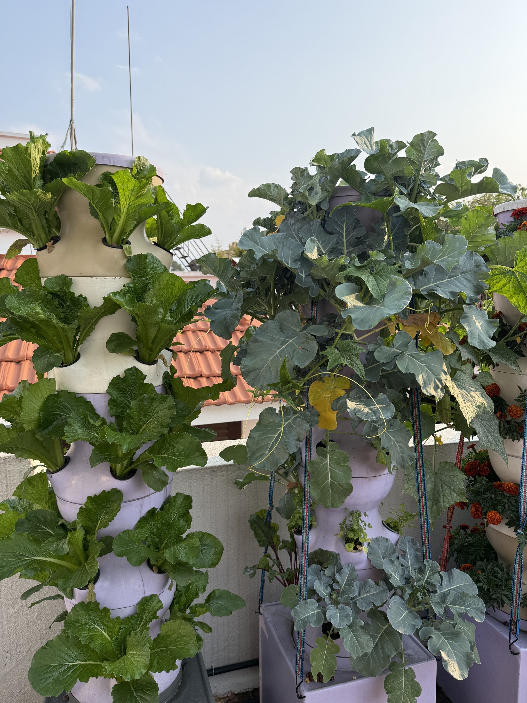 Towerganics gallery photo